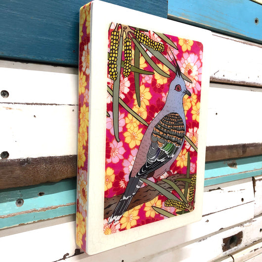 Australia's punkiest bird, the Top Notch Pigeon is a bit of a style master in plumage with that cool looking mohawk and colourful wing feathers.... and then there's the eye makeup - HOT!