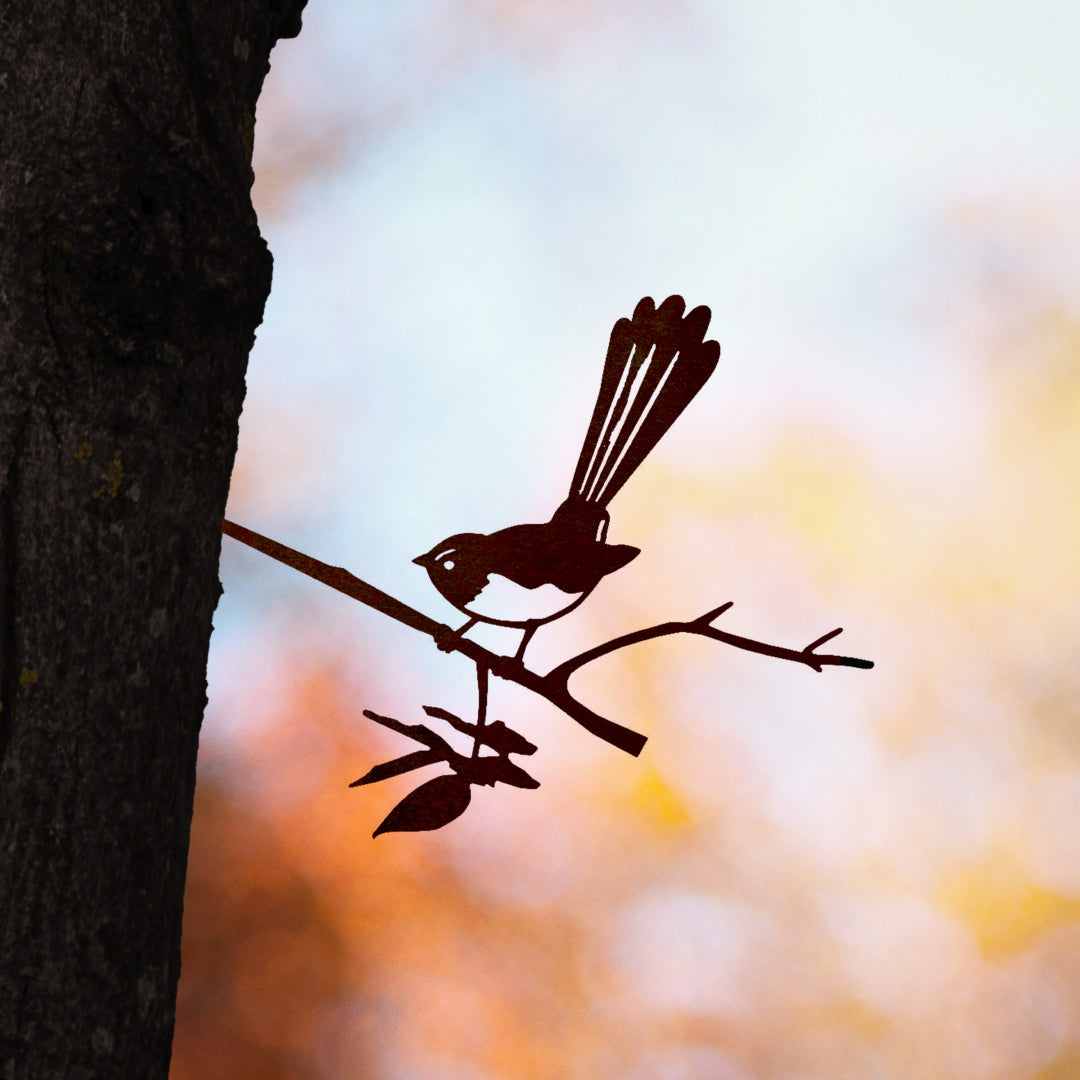 Willie Wagtail - small